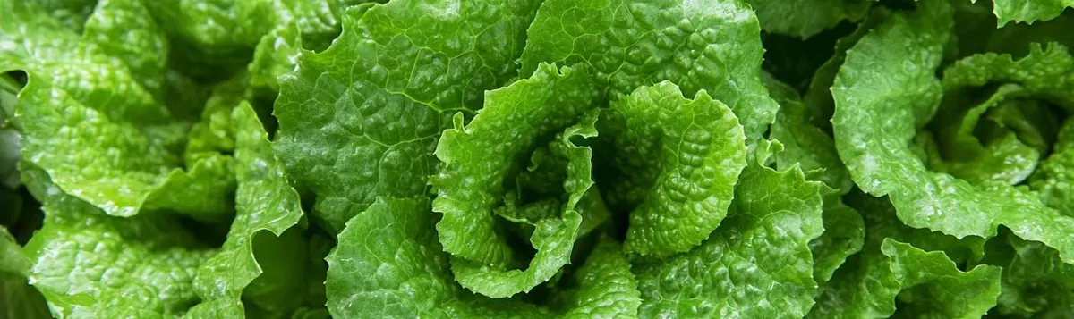 Fresh lettuce — growing health