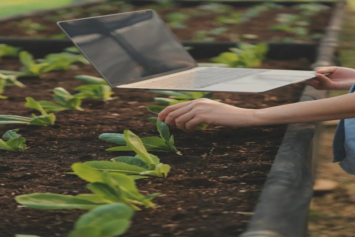 Seedlings growing in healthy soil