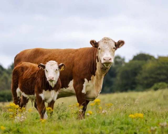 British beef cattle