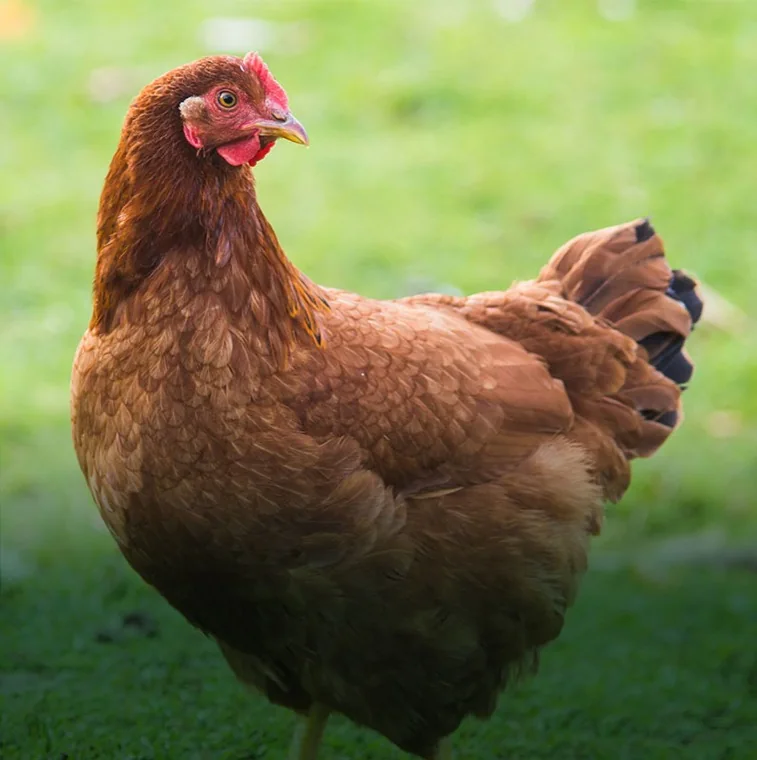 British free-range chicken