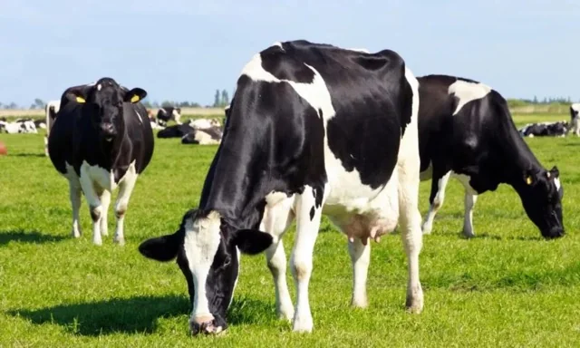 British dairy cattle