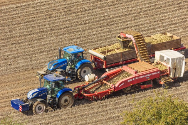 British potato harvest