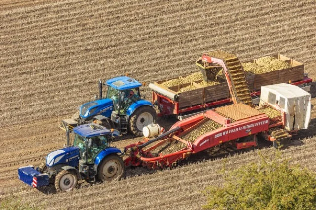 British potato harvest