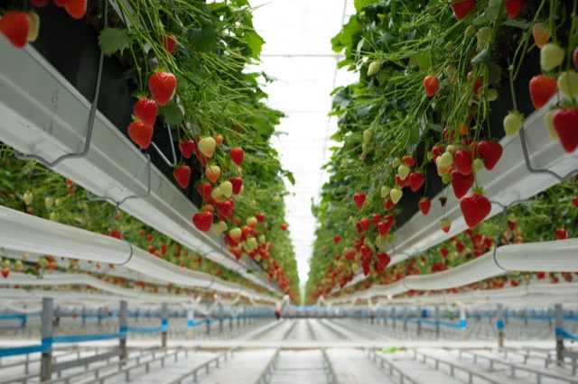 Strawberries