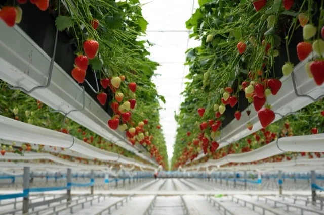 Strawberries