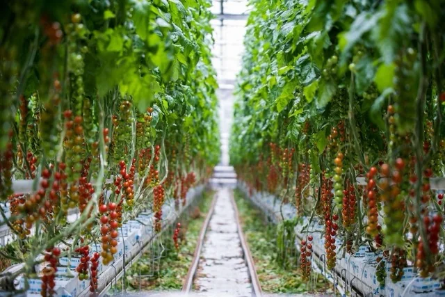 Tomatoes