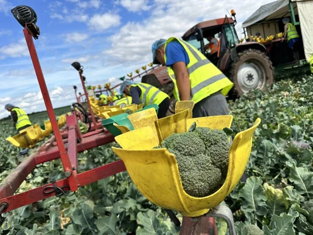 British vegetable harvesting rig